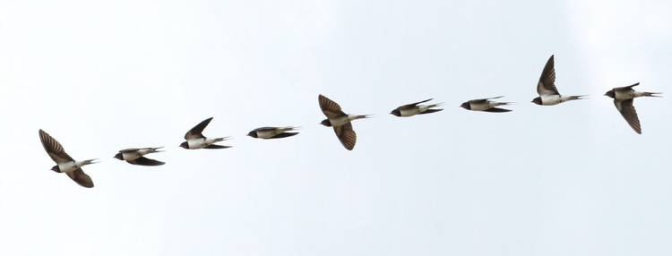 Birds in flight